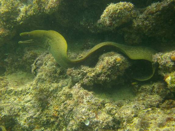 Moreia nos acompanha durante mergulho em El Cantil, ponto de mergulho no Cabo Pulmo, no sul da Baja California, Mar de Cortez, no México